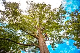  Poolesville, MD Tree Removal Pros
