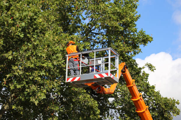 Best Tree Trimming and Pruning  in Poolesville, MD