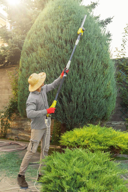 Best Lawn Disease Treatment  in Poolesville, MD